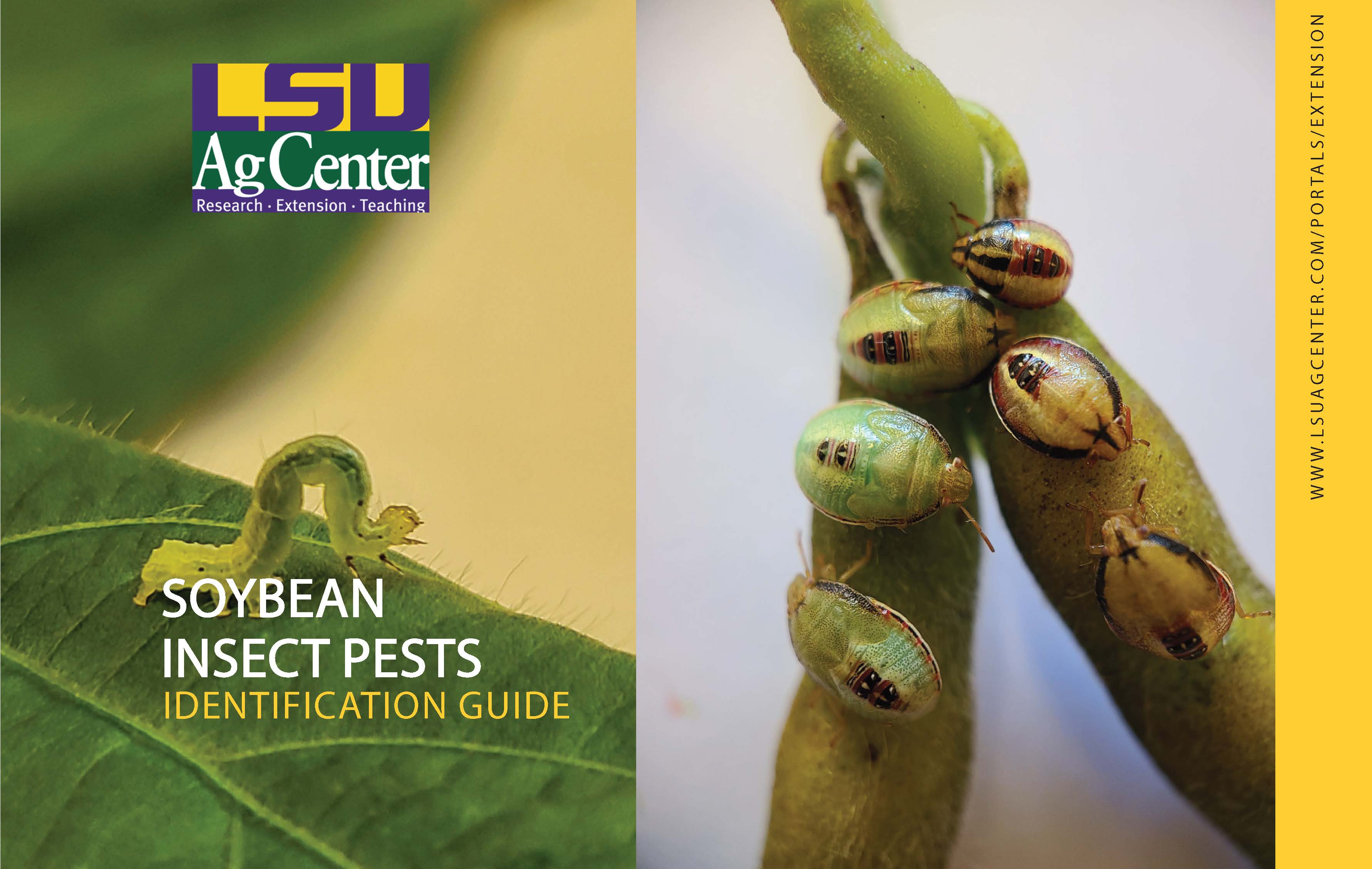 Soybean Insect Pests Cover Page.jpg thumbnail